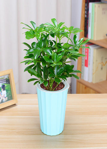 领略宁波奉化绿植租摆设计，营造清新氛围